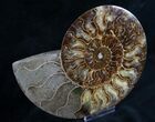 Split Ammonite Half - Agatized Chambers #7573-1